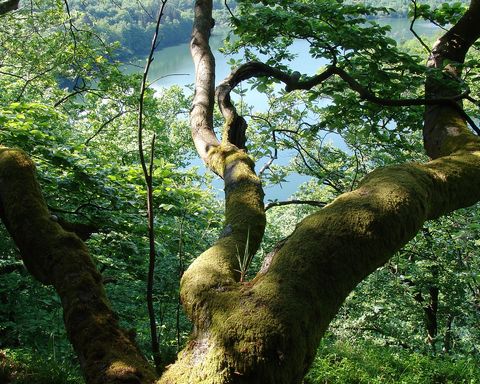 Edersee natuur