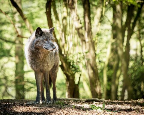 Wolf