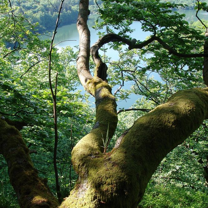 Baum