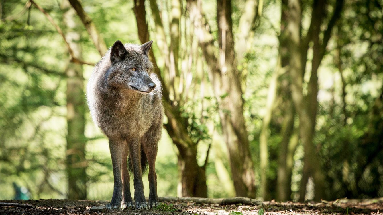 Wolf