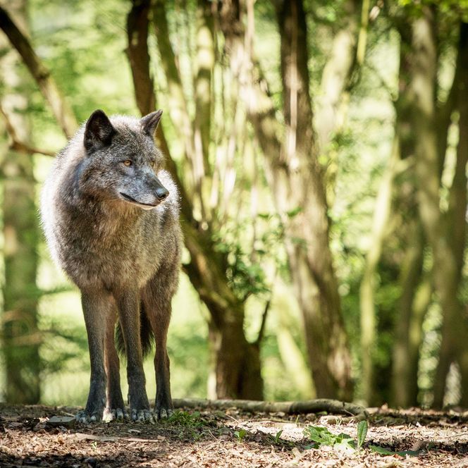 Wolf